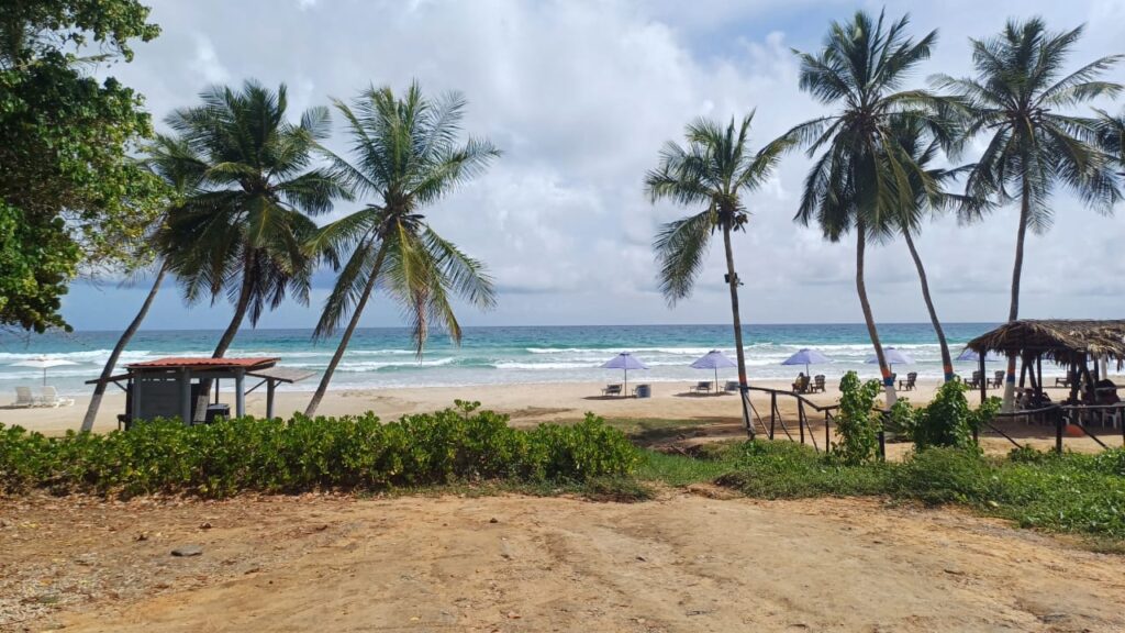 guacuco (13)